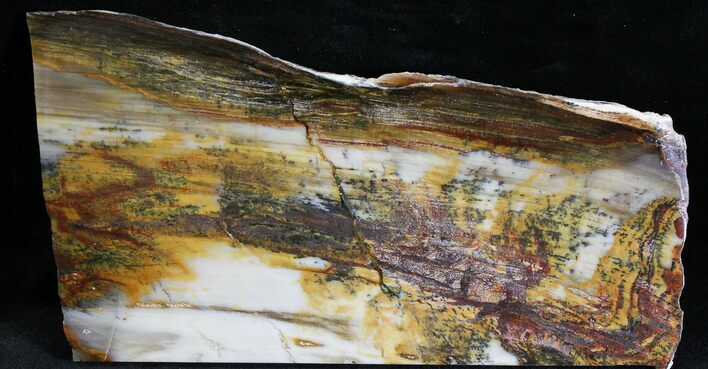 Petrified Wood Slab (Bald Cypress) - Saddle Mountain, WA #28254